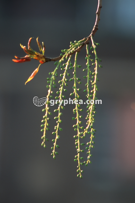 Peuplier blanc (Populus alba) - fleurs femelles - gryphea.com